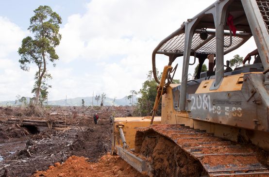 Bulldozer rodet Regenwald