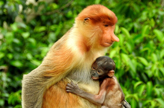 Nasenaffe mit Baby