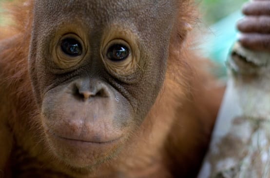Nahaufnahme Orang-Utan-Gesicht