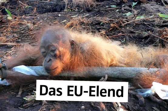Gefesselt und halbtot Orang-Utan