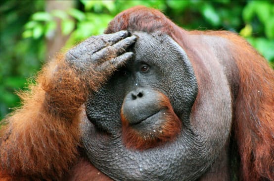 Ein männlicher Orang-Utan fasst sich an den Kopf und blickt nachdenklich in die Ferne