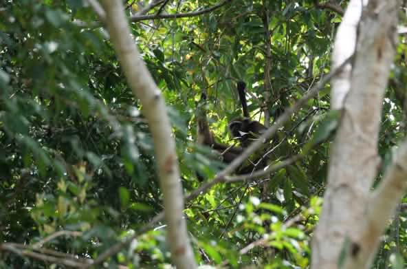 Gibbon versteckt im Baum
