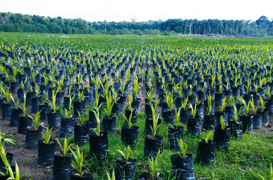 Palmölplantage, Borneo, Indonesien