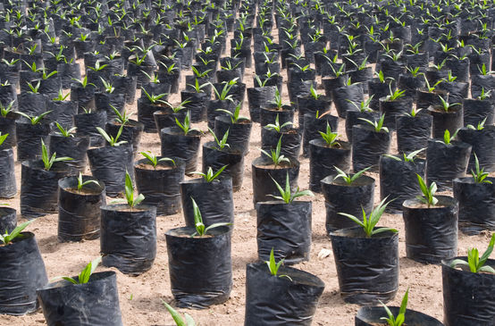 Palmölplantage