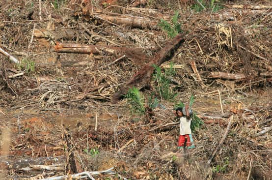 Ölpalmplantage auf Papua