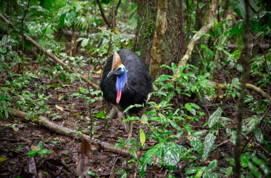 Kasuar im Daintree Regenwald, Australien