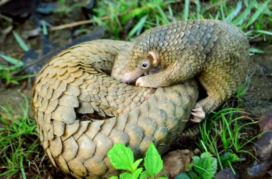 Junger Pangolin beugt sich über seine Mutter, die aufgerollt auf dem Waldboden liegt
