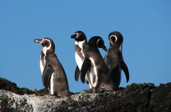 Pinguine Chile