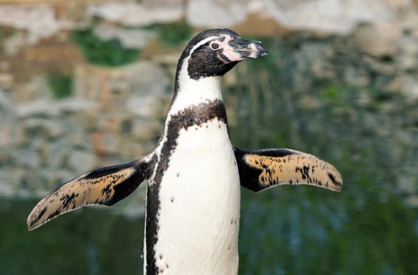 flatternder Humboldt-Pinguin