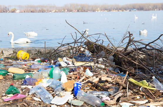 Plastikmüll am Strand der Donau und Schwäne auf dem Wasser
