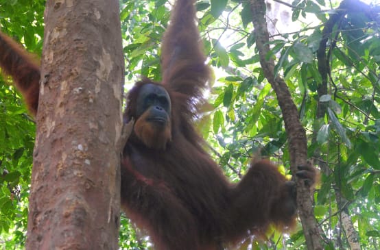 Sumatra-Orang-Utan hängt im Baum