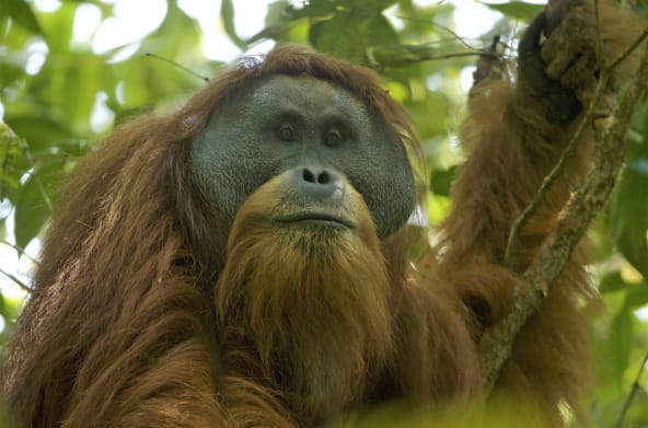 Pongo tapaluniensis