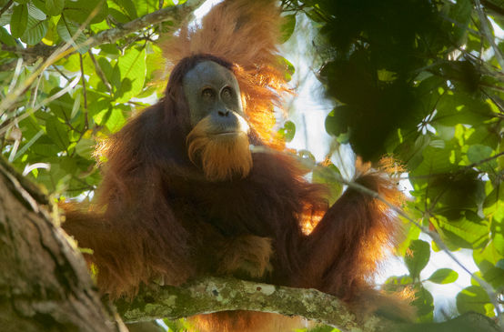 Pongo Tapanuliensis