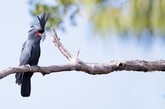 Palmkakadu