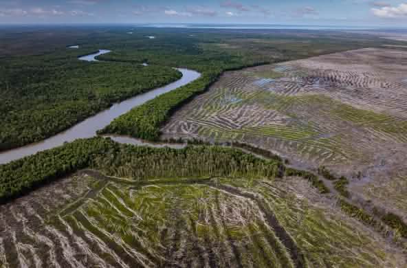 Luftbild von Wald links des Flusses und Kahlschlag rechts