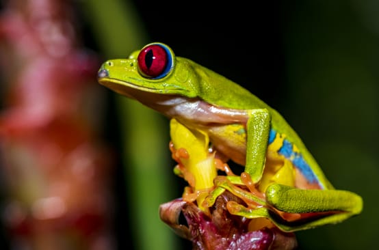 Ein farbenfroher Rotaugenlaubfrosch sitzt auf einer Blüte