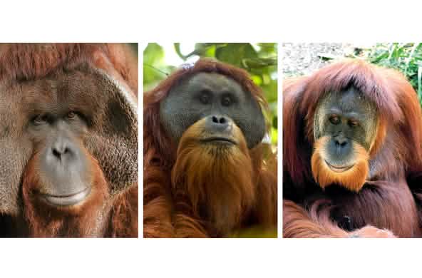 Montage Orang-Utans
