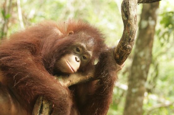 Orang-Utan in Zentralkalimantan (Borneo)