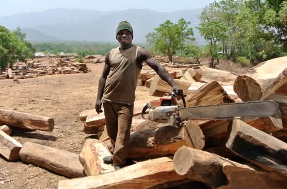 Holzfäller mit Motorsäge auf Lagerplatz für Palisander-Stämme in Nigeria