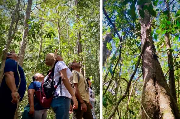 Eine Gruppe von Menschen sehen hinauf in die Baumwipfel.