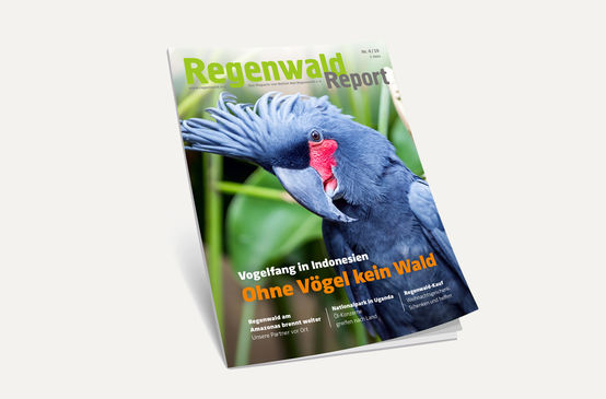 3D-Ansicht des Covers vom Regenwald Report 4/19