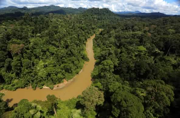 Ein Fluss im Regenwald von Borneo von oben