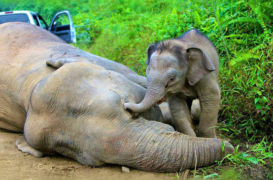 Ein Elefantenkalb versucht vergeblich mit seinem Rüssel seine am Boden liegende vergiftete Mutter zu wecken