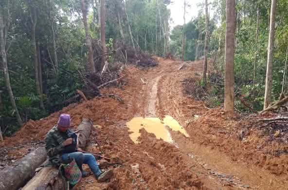 Die Holzfirma Junan Wood hat offensichtlich illegal im Wald der Dayak Bäume gefällt.