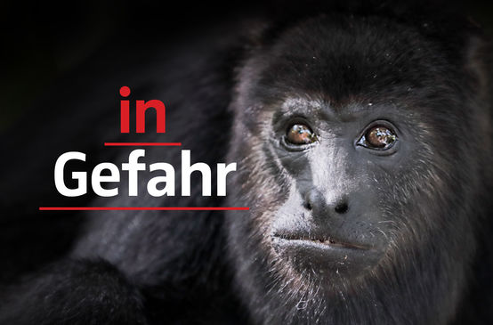 Schwarzer Brüllaffe mit Text "In Gefahr"