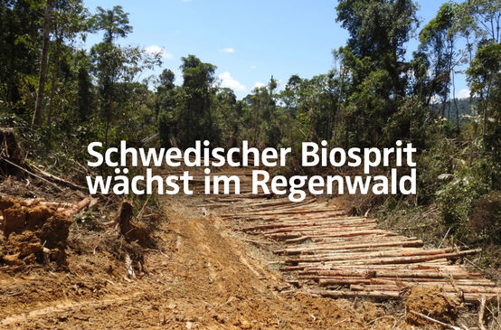 Rodung für Palmöl-Plantage in Sarawak + Text "Schwedischer Biosprit wächst im Regenwald"