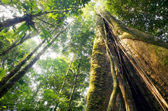 Regenwald am Amazonas