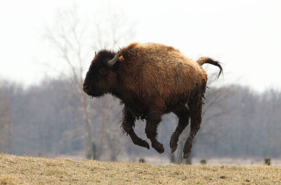 Ein verspielter Bison springt in die Luft