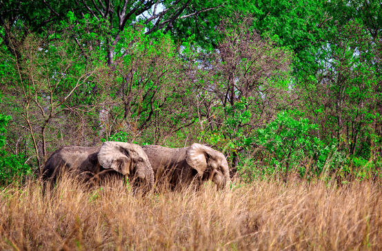Afrikanische Elefanten im Mole Nationalpark, Ghana