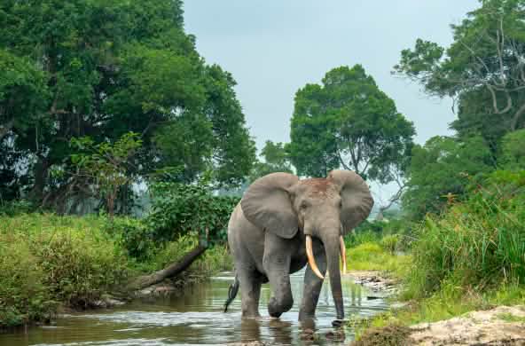 Waldelefant in Afrika