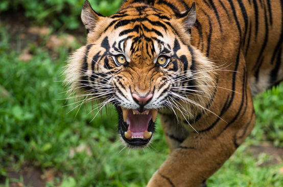 Sumatra Tiger