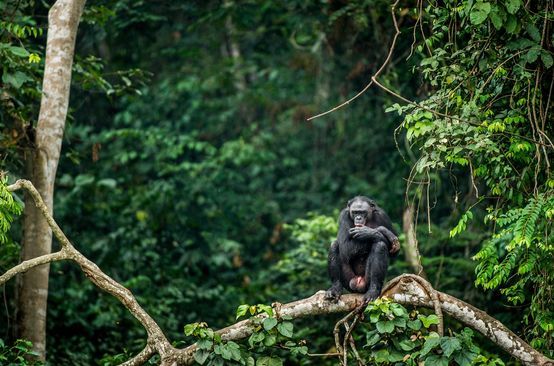 Bonobo auf dem Ast eines Baumes in Kongo