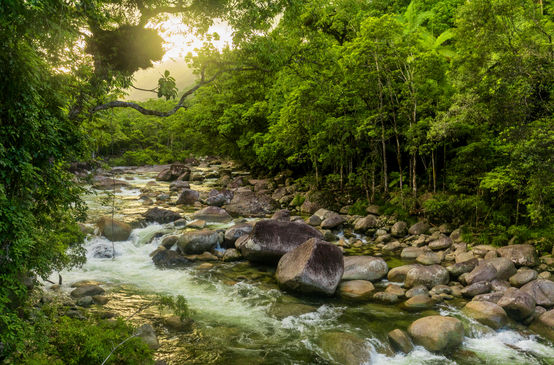 Daintree Nationalpark in Australien