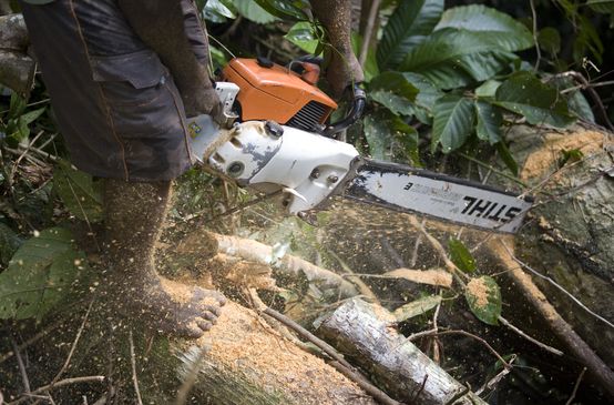 Holzfäller mit Motorsäge von Stihl