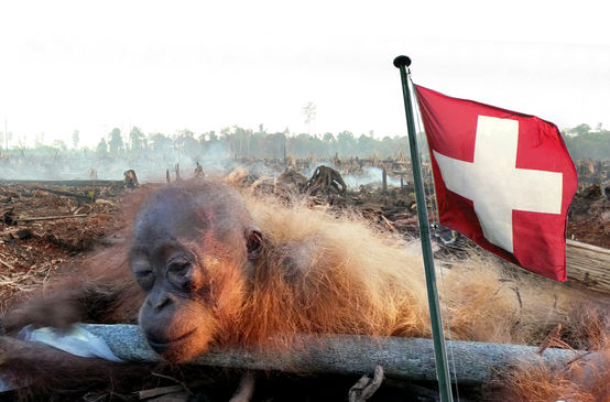 Collage: Gefesseltes Orang-Utan-Baby + Fahne Schweiz