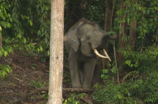 Waldelefant auf Sumatra