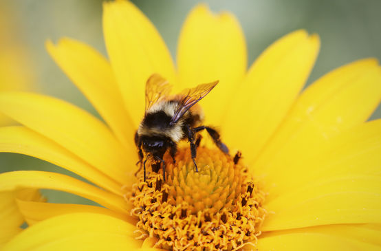 Eine Hummel bestäubt eine Blüte.