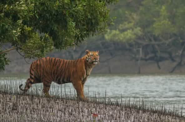 Tiger in Mangroven der Sundabarns