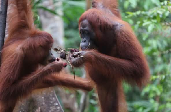 2 Orang Utan essen Früchte