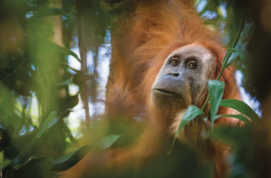 Pongo Tapanuliensis