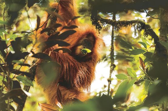 Pongo Tapanuliensis