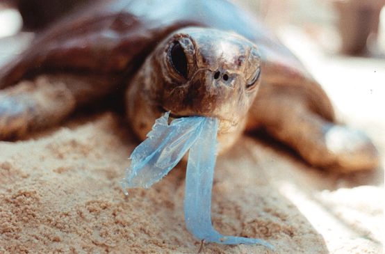 Schildkröte frisst Plastik