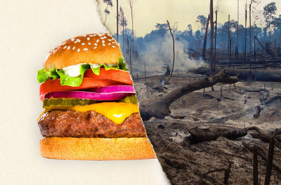 Ein geteiltes Foto – zur Hälfte ein Burger, zur Hälfte abgeholzter Regenwald