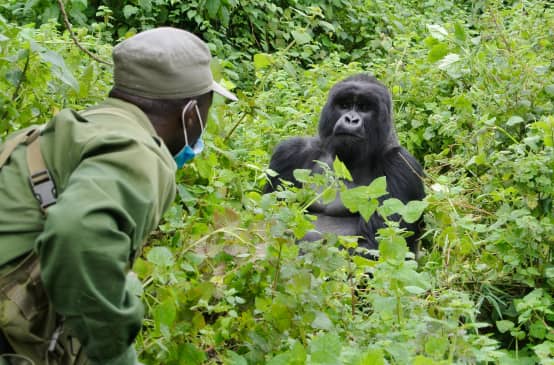 Gorilla und Ranger im Virunga Park