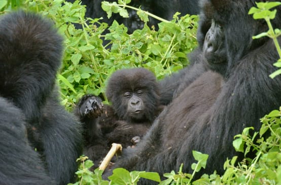 Gorillas im Virunga Nationalpark