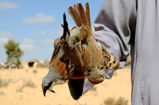 Vogelfang in Ägypten